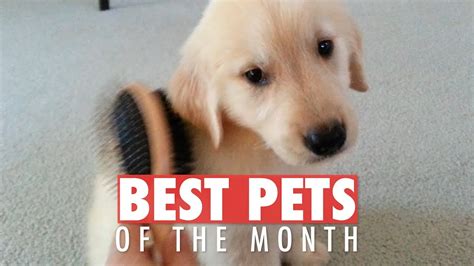 Pet of the Month February 2023